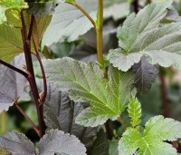 Physocarpus opulifolius 'Diabolo' - Blaasspiraea 'Diabolo' - 1