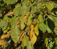Carpinus betulus 'Pendula' - Treur haagbeuk - 6