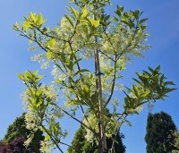 Chionanthus virginicus - Chionanthus virginicus - 7
