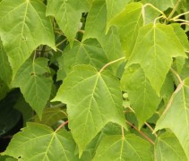 Acer davidii blad