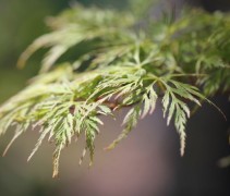 Acer palmatum 'Emerald Lace'