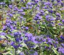 Caryopteris clandonensis 'Grand Blue'