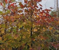 Liquidambar formosana 'Ellen' - Speciale amberboom met Aziatische roots - herfst