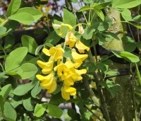Laburnum anag. 'Yellow Rocket' - Laburnum anag. 'Yellow Rocket' - 3