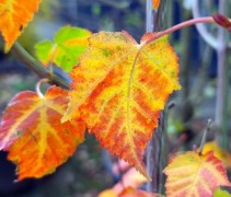 Acer Davidii
