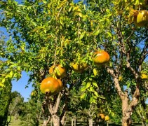 Punica Granatum
