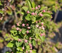 Malus 'Red Sentinel' - Sierappel - 1