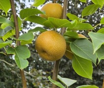 Pyrus pyrifolia 'Hosui' - Pyrus pyrifolia 'Hosui' - 1