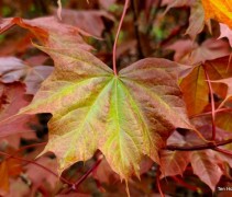 Acer 'Ample Surprise'