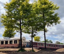 Gleditsia Sunburst / Valse Christusdoorn 'Sunburst'