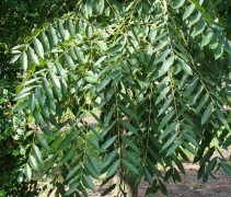 Toona sinensis blad