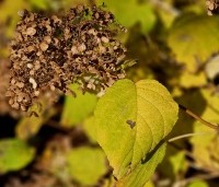 Hydrangea arb. 'Incrediball Strong Annabelle'  - Hortensia 'Incrediball Strong Annabelle' - 1