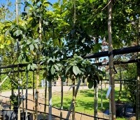Chionanthus virginicus - Chionanthus virginicus - 1