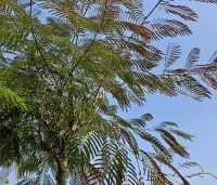 Albizia julibrissin 'Summer Chocolate' - Perzische slaapboom 'Summer Chocolate' - 5