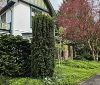 Taxus baccata 'Fastigiata Aurea' - Ierse Taxus 'Fastigiata Aurea' - centraal op de foto