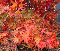 Acer palmatum 'Osakazuki' - Japanse Esdoorn 'Osakazuki' - 5