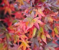 Acer palmatum 'Osakazuki' - Japanse Esdoorn 'Osakazuki' - 4