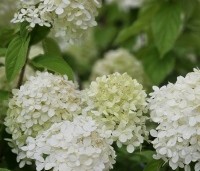 Hydrangea paniculata 'Limelight' - Pluimhortensia 'Limelight' - 1