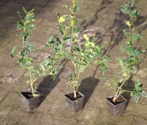 Ilex Aquifolium plantgoed pot P9