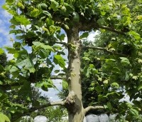 Platanus hispanica - Plataan - 2