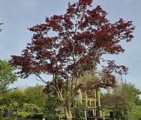 Acer palmatum 'Bloodgood' - Japanse esdoorn - 1