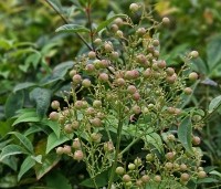 Nandina domestica - Hemelse bamboe - 1