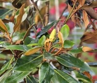 Magnolia grandiflora 'Little Gem' - Bladhoudende magnolia. - 1