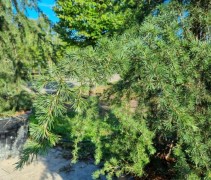 Cedrus deodora 'Pendula' naald
