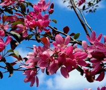 Malus Mokum
