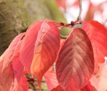 Prunus sargentii 'Rancho' herfstblad