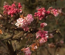 Viburnum x bodnantense ‘Dawn’