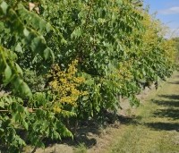 Koelreuteria paniculata - Chinese vernisboom - juli