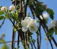 Malus dom. 'Gravensteiner' - Malus dom. 'Gravensteiner' - 1