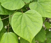 Cercis chinensis 'Avondale' - Chinese Judasboom 'Avondale'  - 3