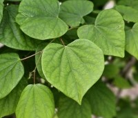 Cercis chinensis 'Avondale' - Chinese Judasboom 'Avondale'  - 2