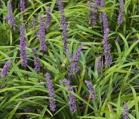 Liriope muscari 'Moneymaker' - Leliegras 'Moneymaker' - 2