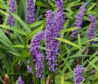 Liriope muscari 'Moneymaker' - Leliegras 'Moneymaker' - 3