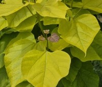 Catalpa bignonioides 'Aurea' - Gouden trompetboom - 2