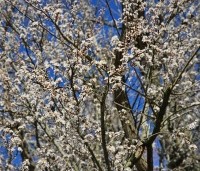 Prunus spinosa - Sleedoorn - 1