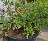 Vaccinium corymbosum 'Bluecrop' - Blauwe bes 'Bluecrop' - 2