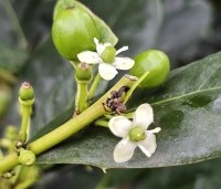 Ilex 'Nellie R. Stevens' - Amerikaanse hulst - 2