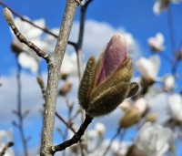 Magnolia X loebneri 'Wildcat' - Magnolia 'Wildcat' - 1