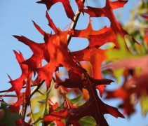 Quercus Palustris Moeraseik herfstrood
