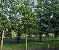 Quercus cerris - Moseik - 1