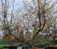 Nothofagus antartica - Schijnbeuk - 1