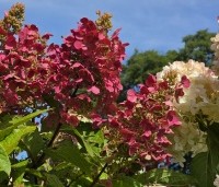 Hydrangea paniculata 'Candlelight' - Hortensia met roomwitte bloemen - 1
