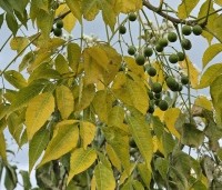 Melia azedarach - Kralenboom - nazomer herfstkleuren
