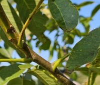 Juglans regia 'Axel' - Walnoot 'Axel' - 1