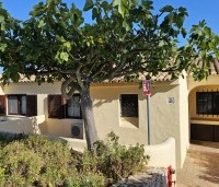 Ficus carica - Vijg - 4 parasolboom