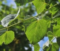 Tilia x europaea - Hollandse Linde - 2